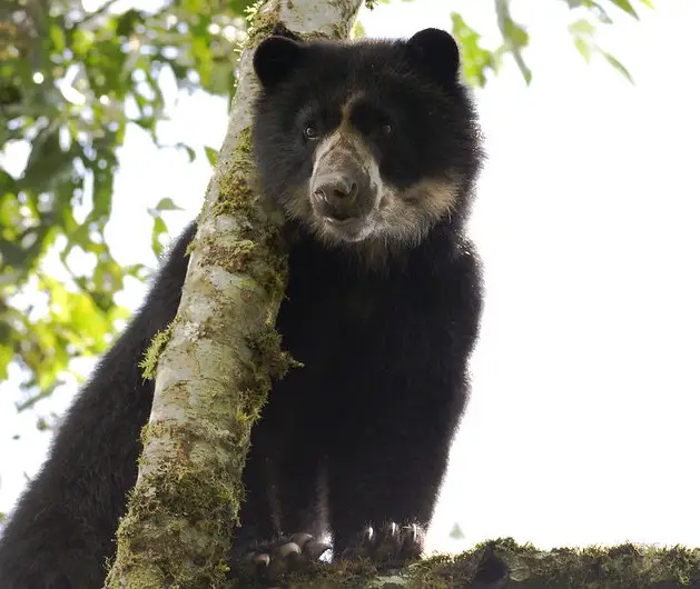 andean-spectacled-bear-mindo