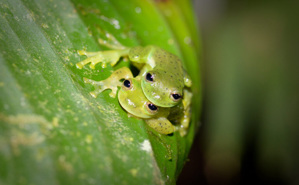 cloudforest amphibians