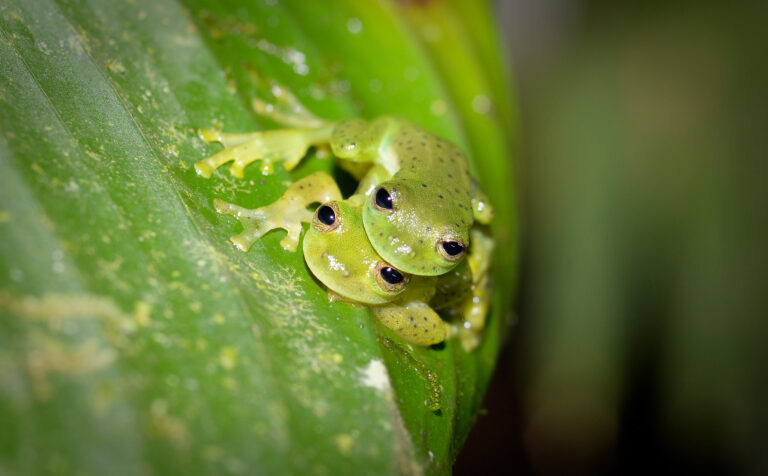 cloudforest amphibians