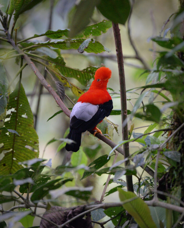 cock of the rock ecuador