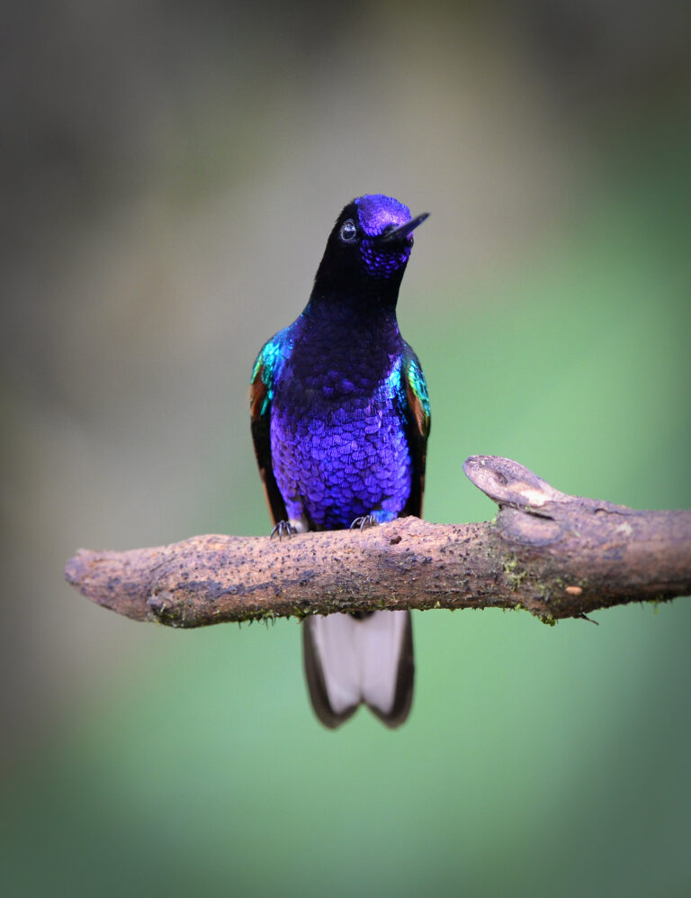 hummingbirds of mindo