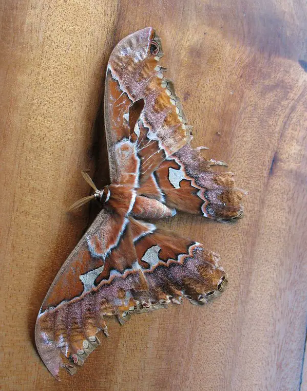 tropical-moth